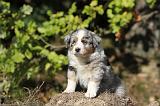 BERGER AUSTRALIEN PUPPIES 153